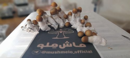 خرید مجیک ماشروم مازاتاپک